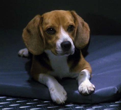 porthos beagle prada breezy windy imdb|Windy .